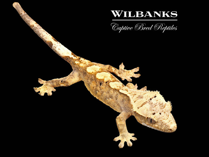 Flame Dalmatian Crested Gecko '26