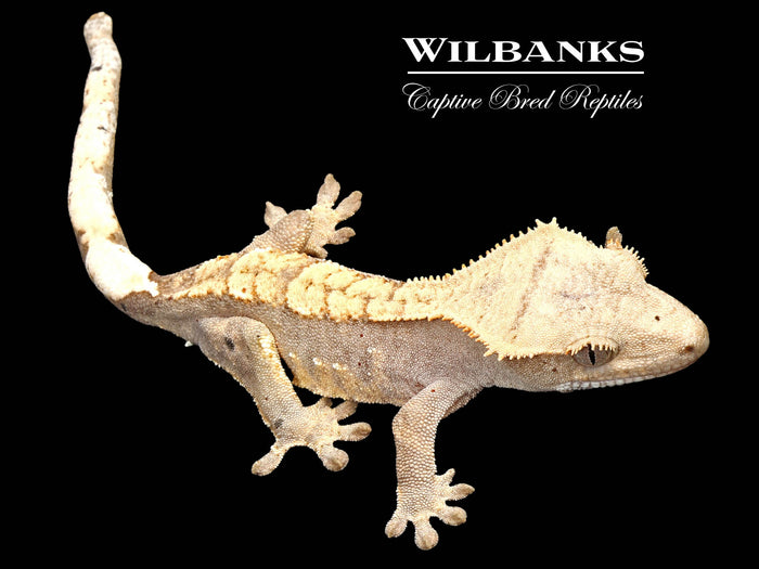 Flame Dalmatian Crested Gecko '26
