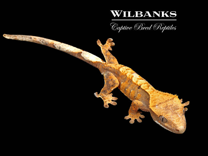 Extreme Harlequin Crested Gecko '26