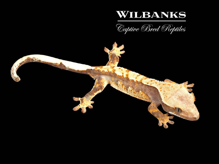 Tri-Color Harlequin Crested Gecko '26