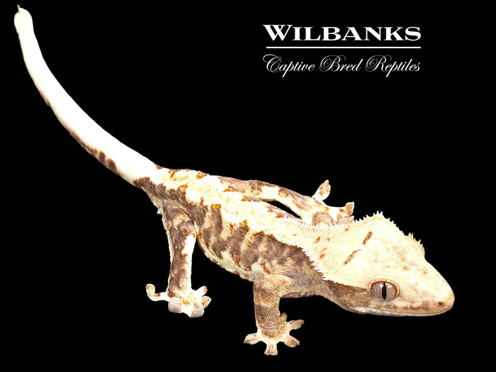 Lilly White Crested Gecko '26