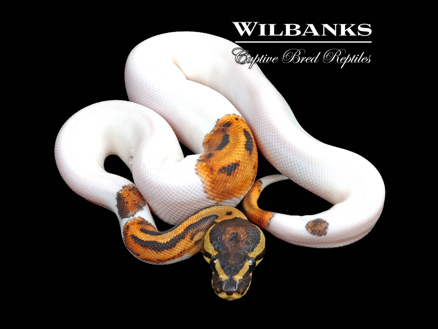 Pied 100% Het. Lavender Albino 50% PH Clown Ball Python ♂ '24