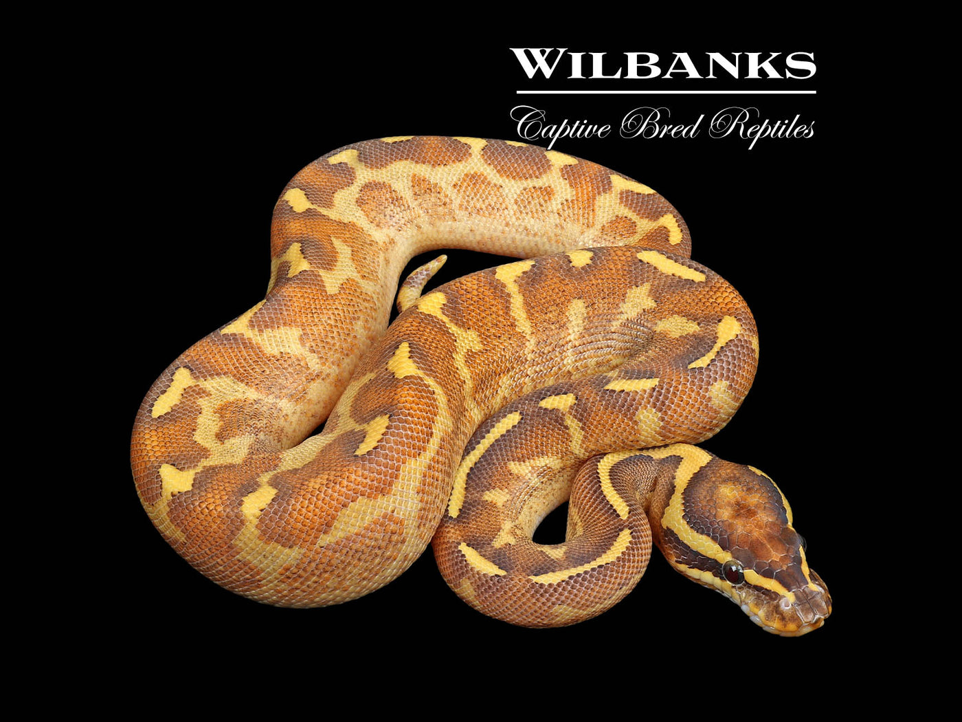 Enchi Freeway Mardi Gras Ball Python ♀ '24