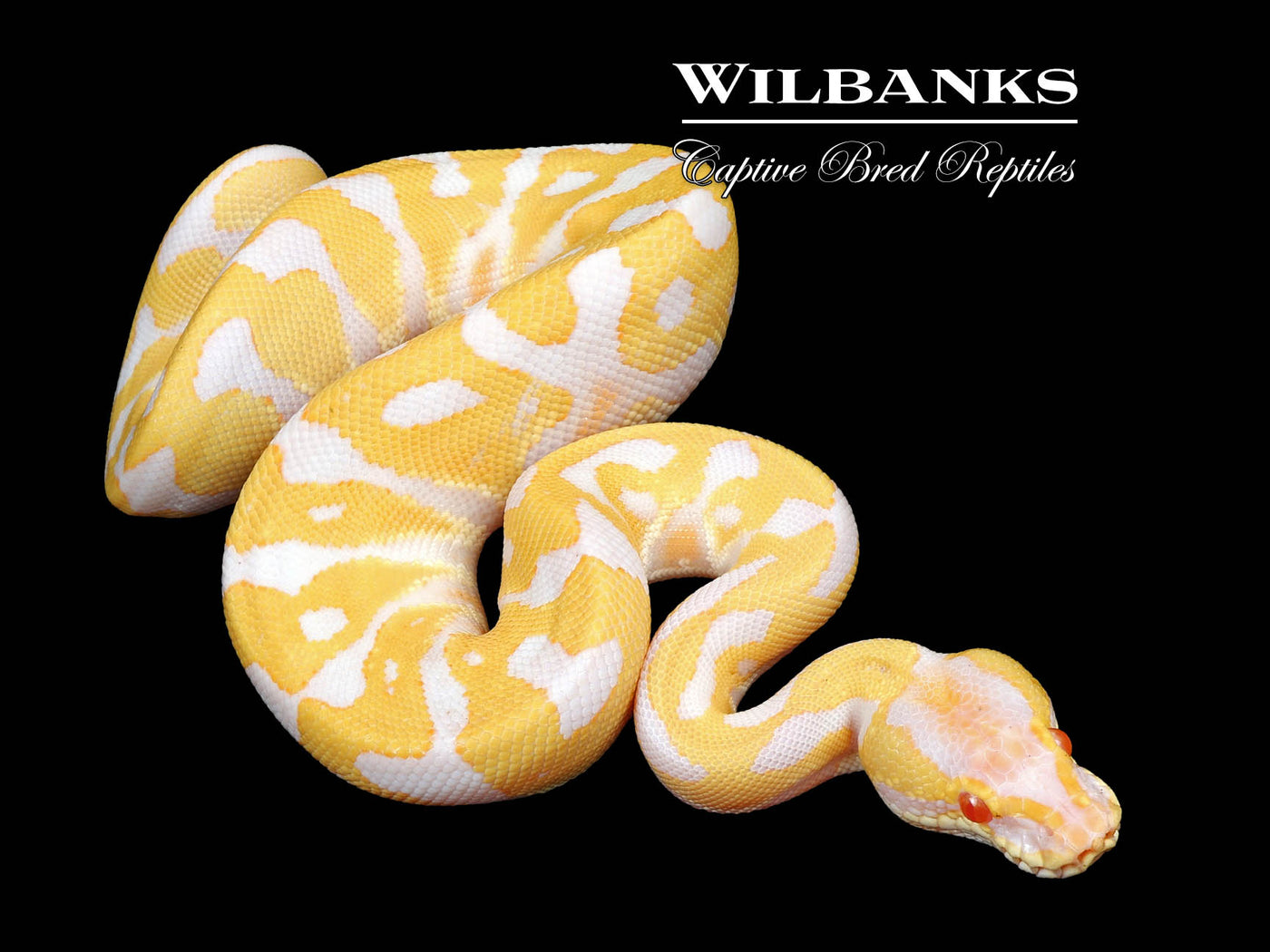 Pastel Albino Leopard Ball Python ♂ '24