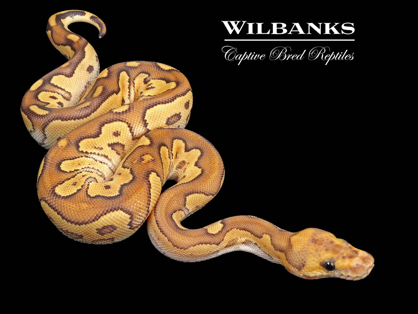 Mojave Fire Clown Ball Python ♀ '24