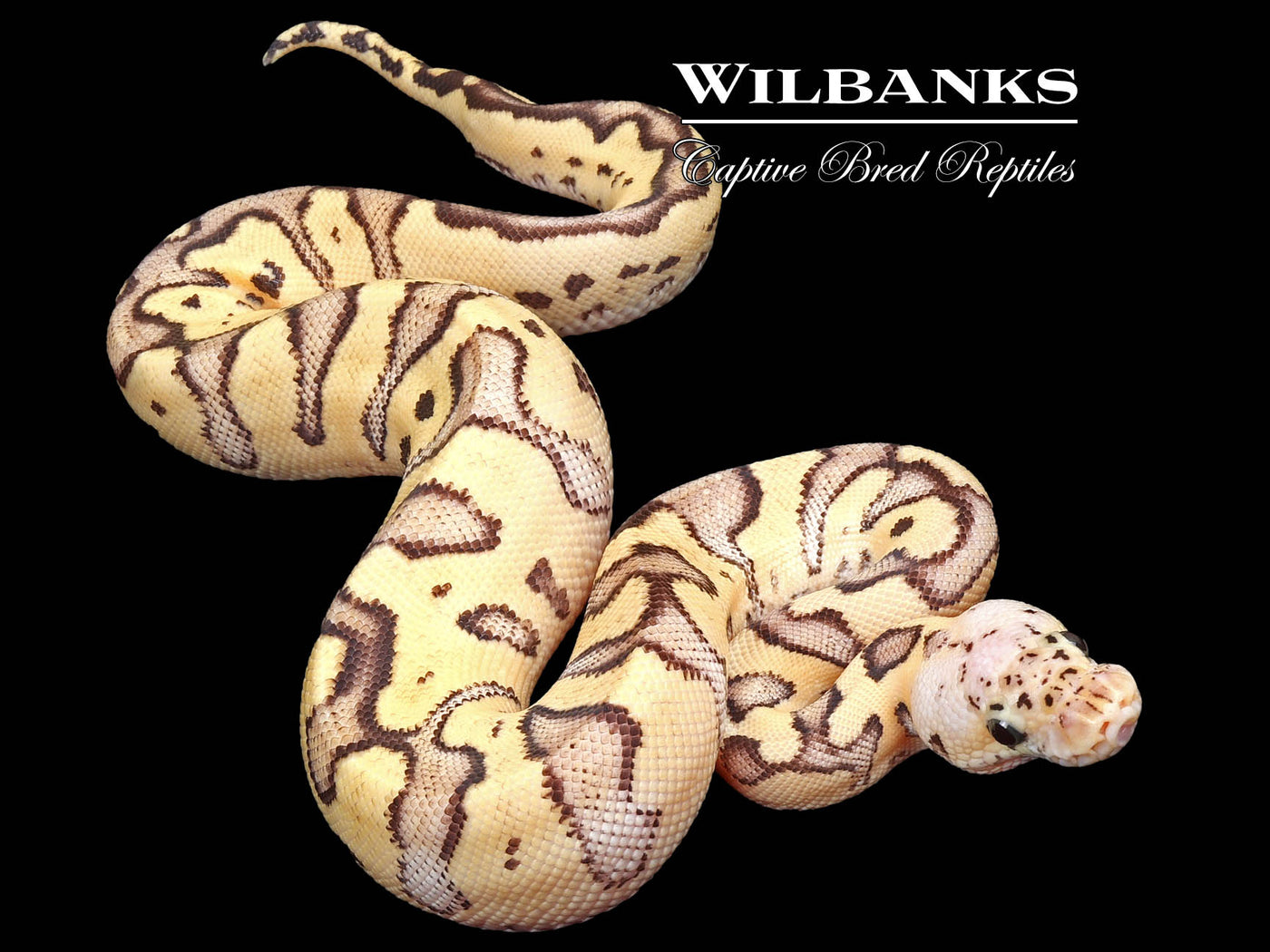 Firefly Clown Ball Python ♀ '24