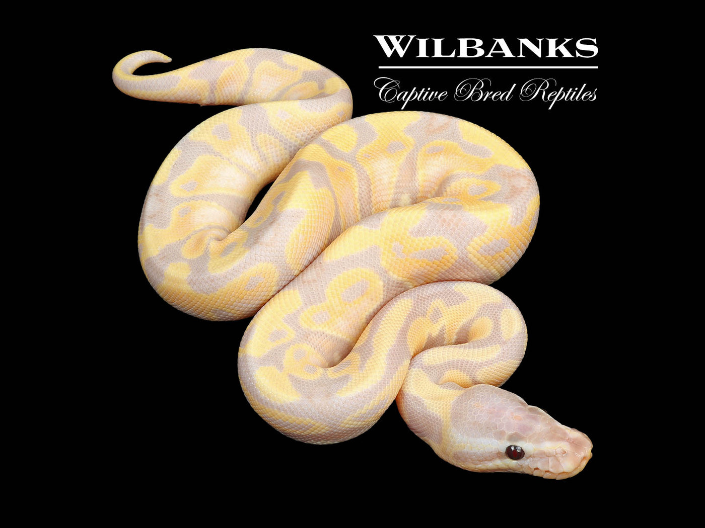 Super Banana 100% Het. Clown Ball Python ♂ '24