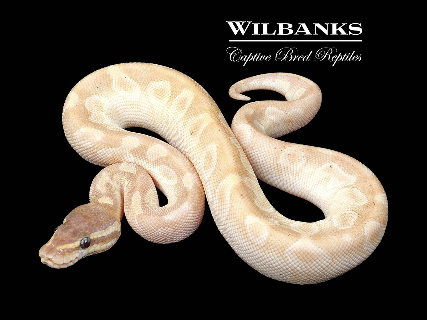 Crystal Ball Python ♂ '24