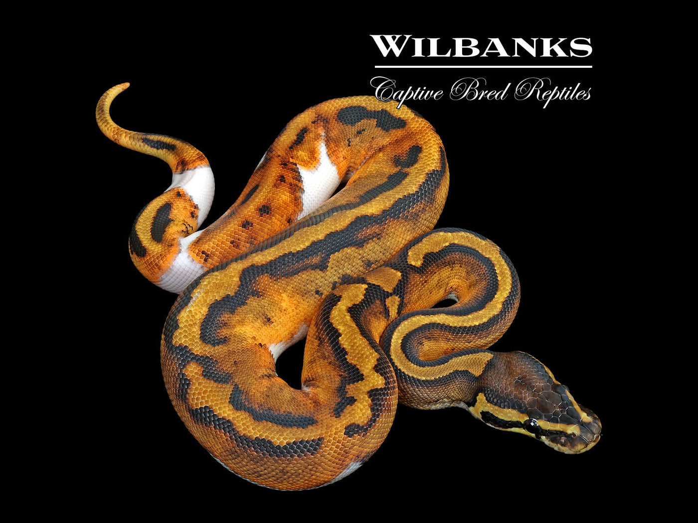 Pied Ball Python ♀ '25