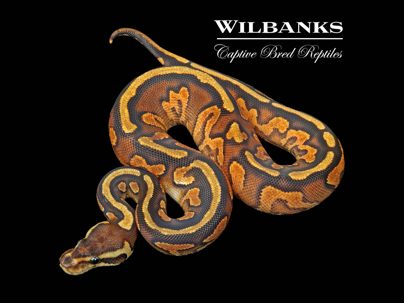 Enchi Cinnamon Yellow Belly Ball Python ♀ '25