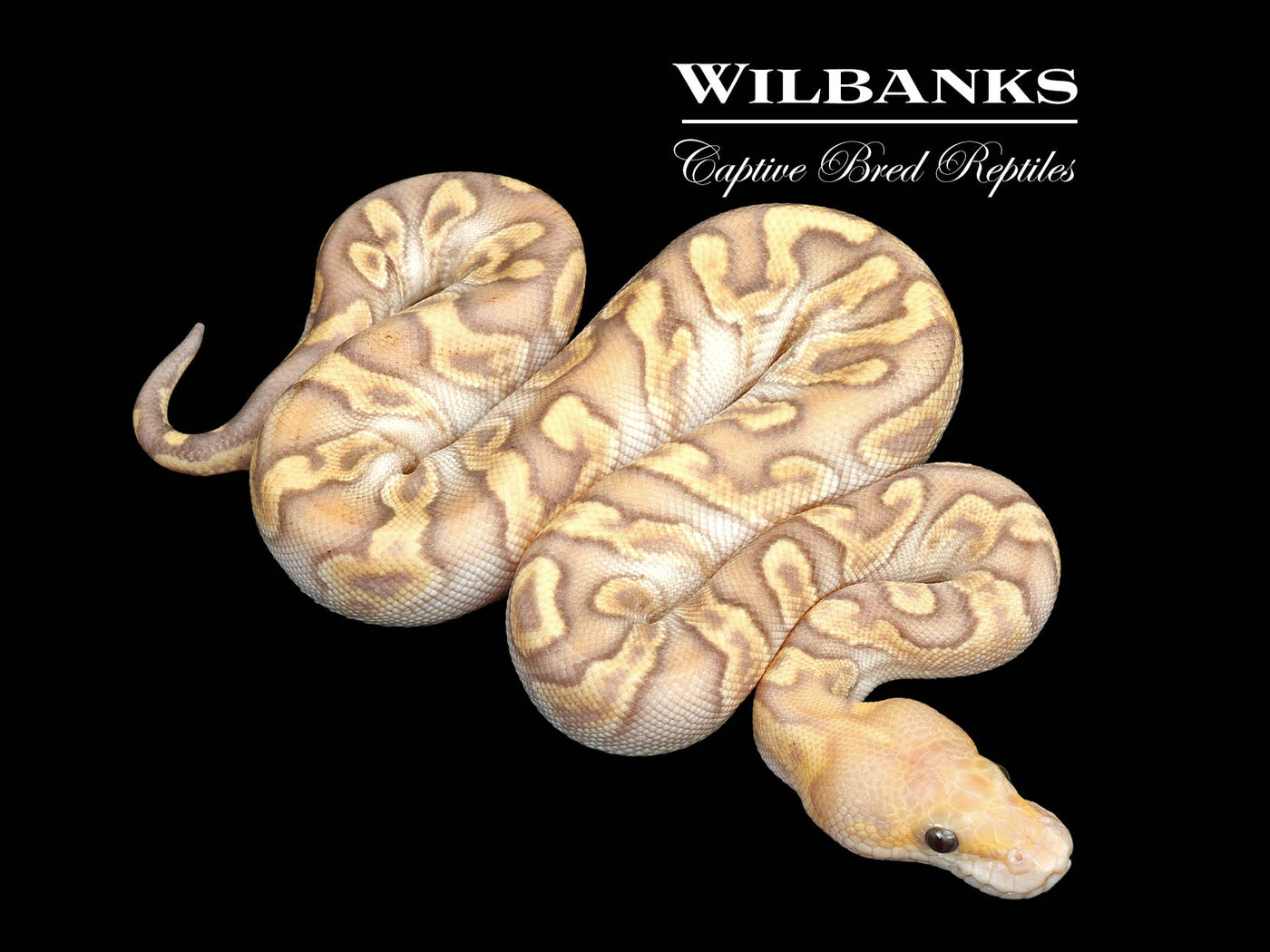 GHI Banana Mojave Clown Ball Python ♂ '25