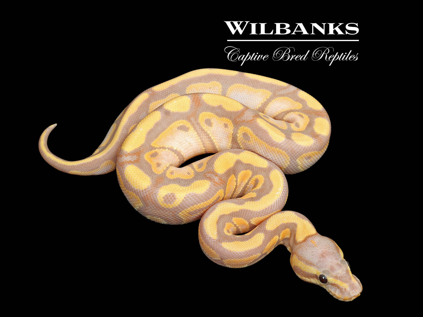 Banana 100% DH Genetic Stripe Clown Ball Python ♀ '25