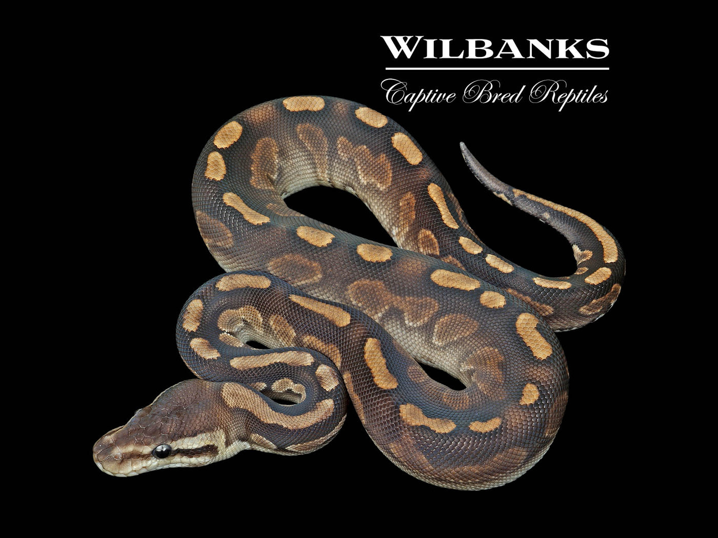 Cinnamon GHI Ball Python ♂ '25