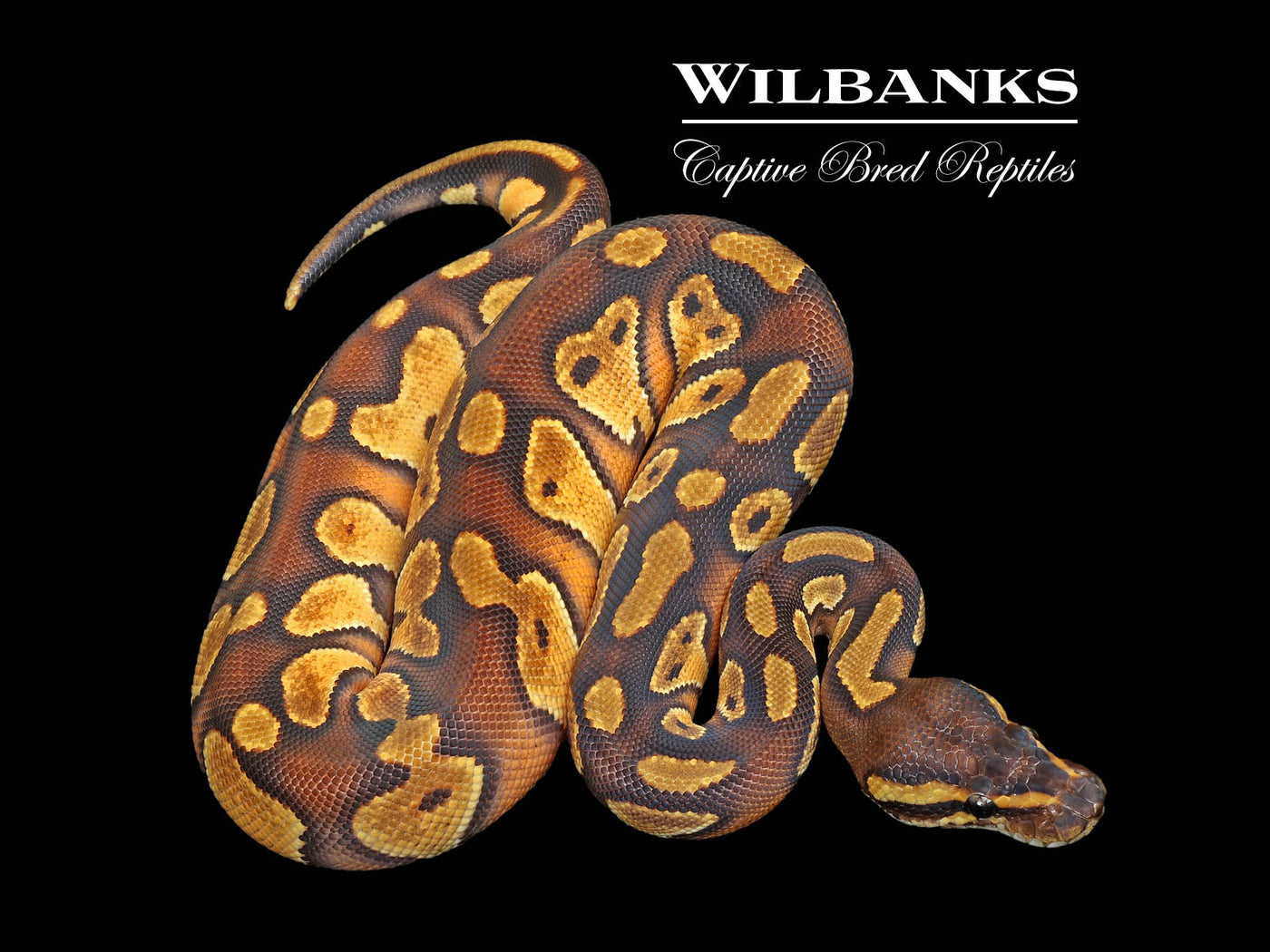 Blackhead Enchi Ball Python ♂ '25
