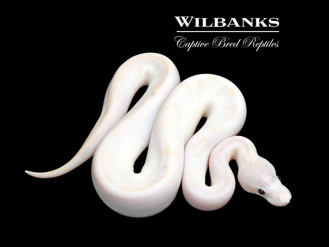 GHI Ivory Ball Python ♂ '25