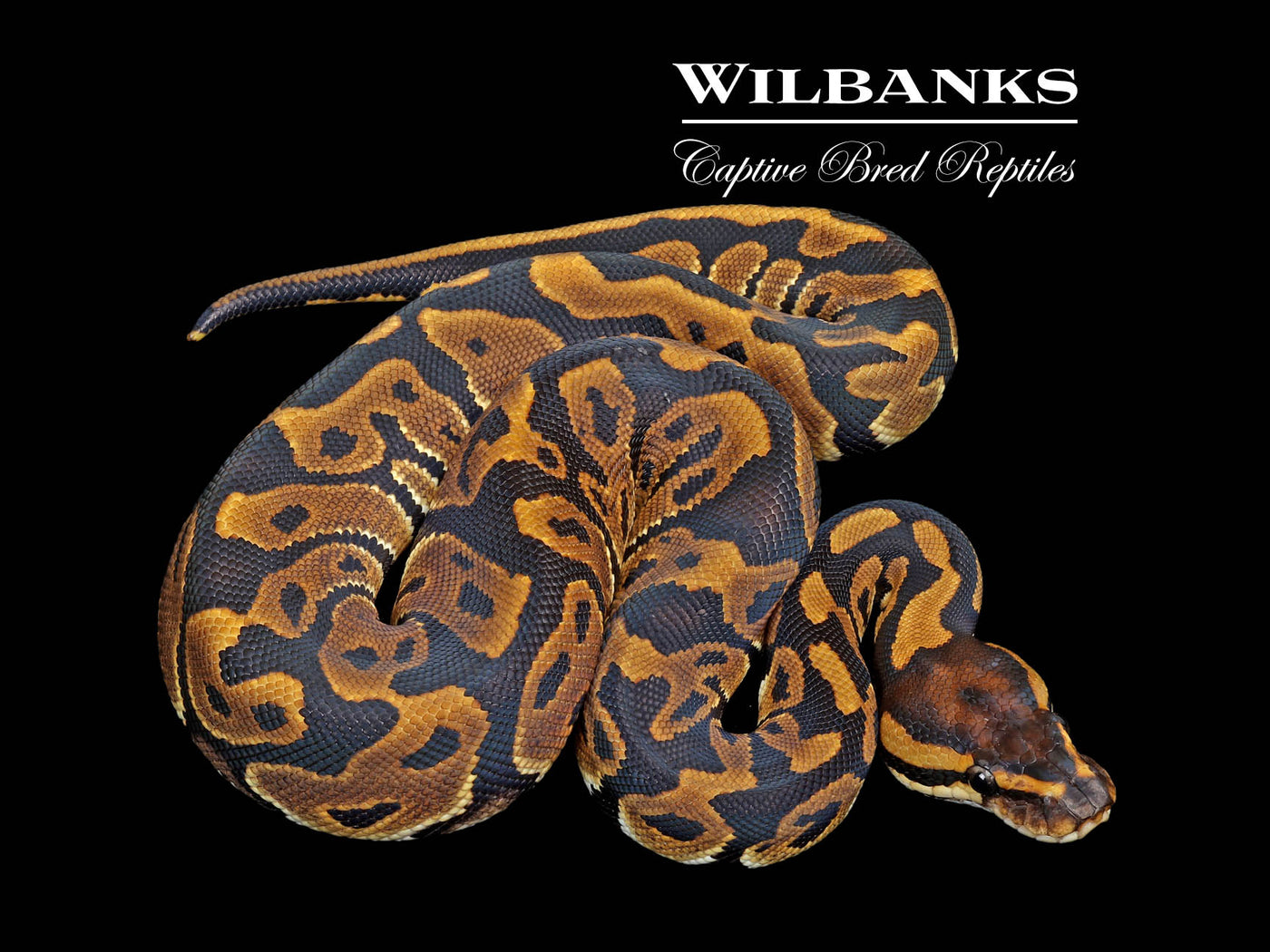 Leopard 100% DH Lavender Clown Ball Python ♀ '25