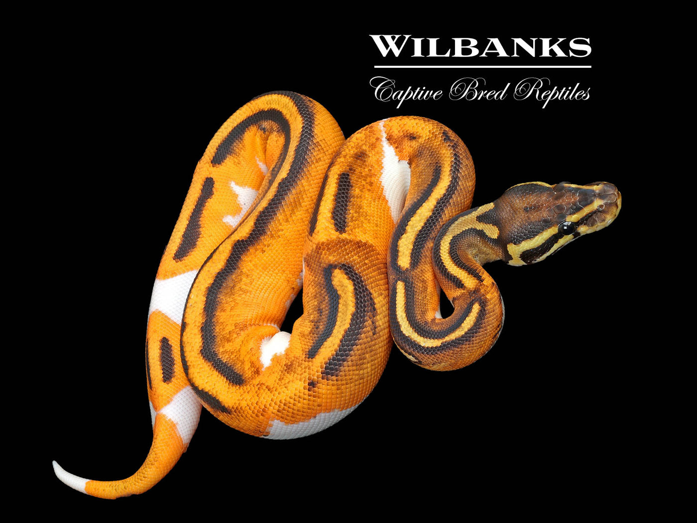 Orange Dream Blackhead Pied Ball Python ♀ '25