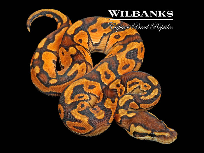 Cinnamon Enchi Ball Python ♂ '26