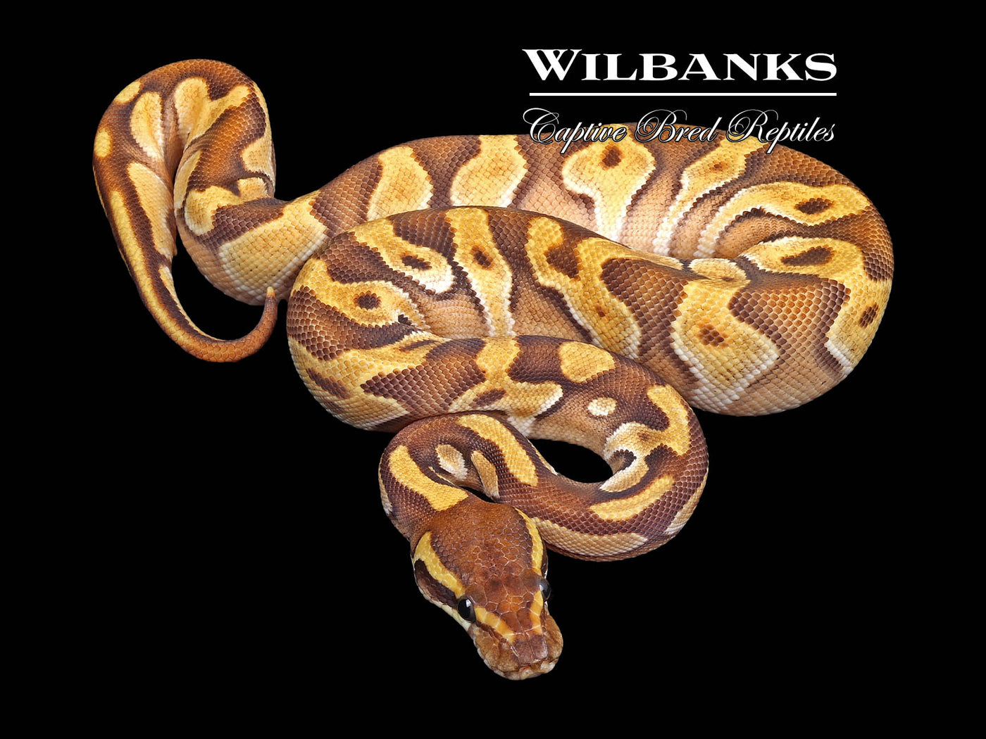 Mojave Enchi 100% Het. Orange Crush Ball Python ♀ '24