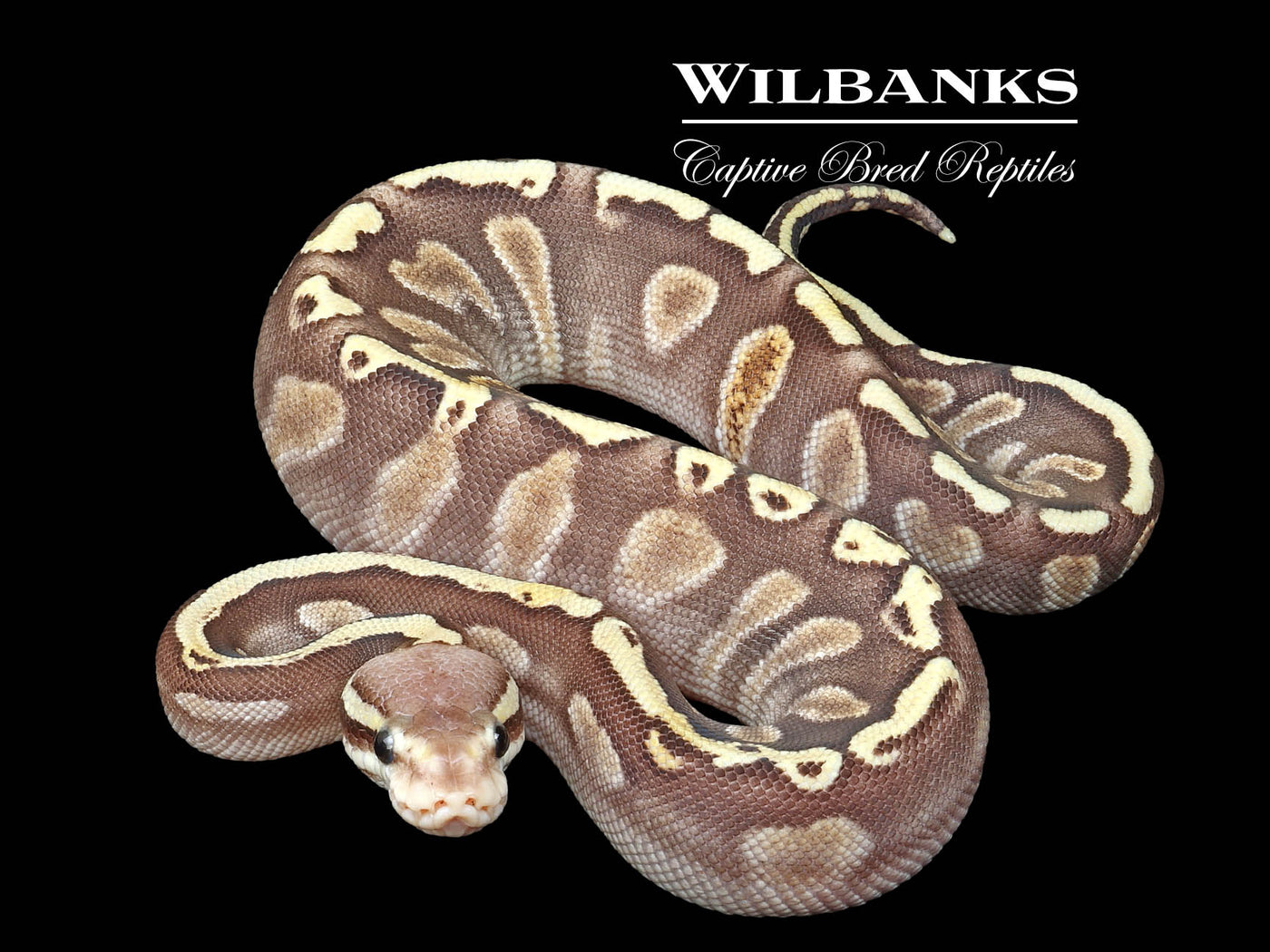 Pastel Mojave GHI 100% Het. Candy Ball Python ♀ '24