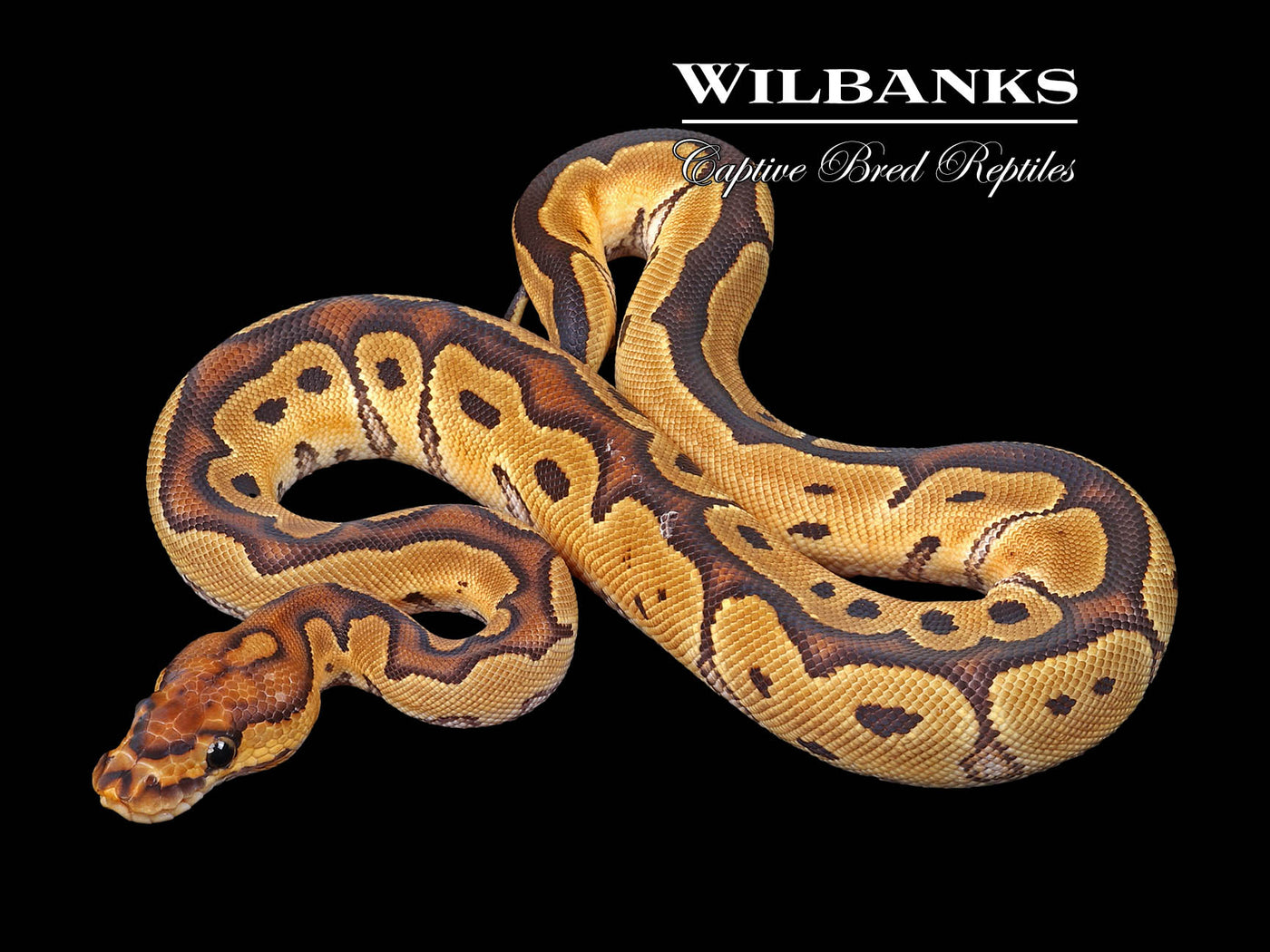 Clown Ball Python ♀ '24