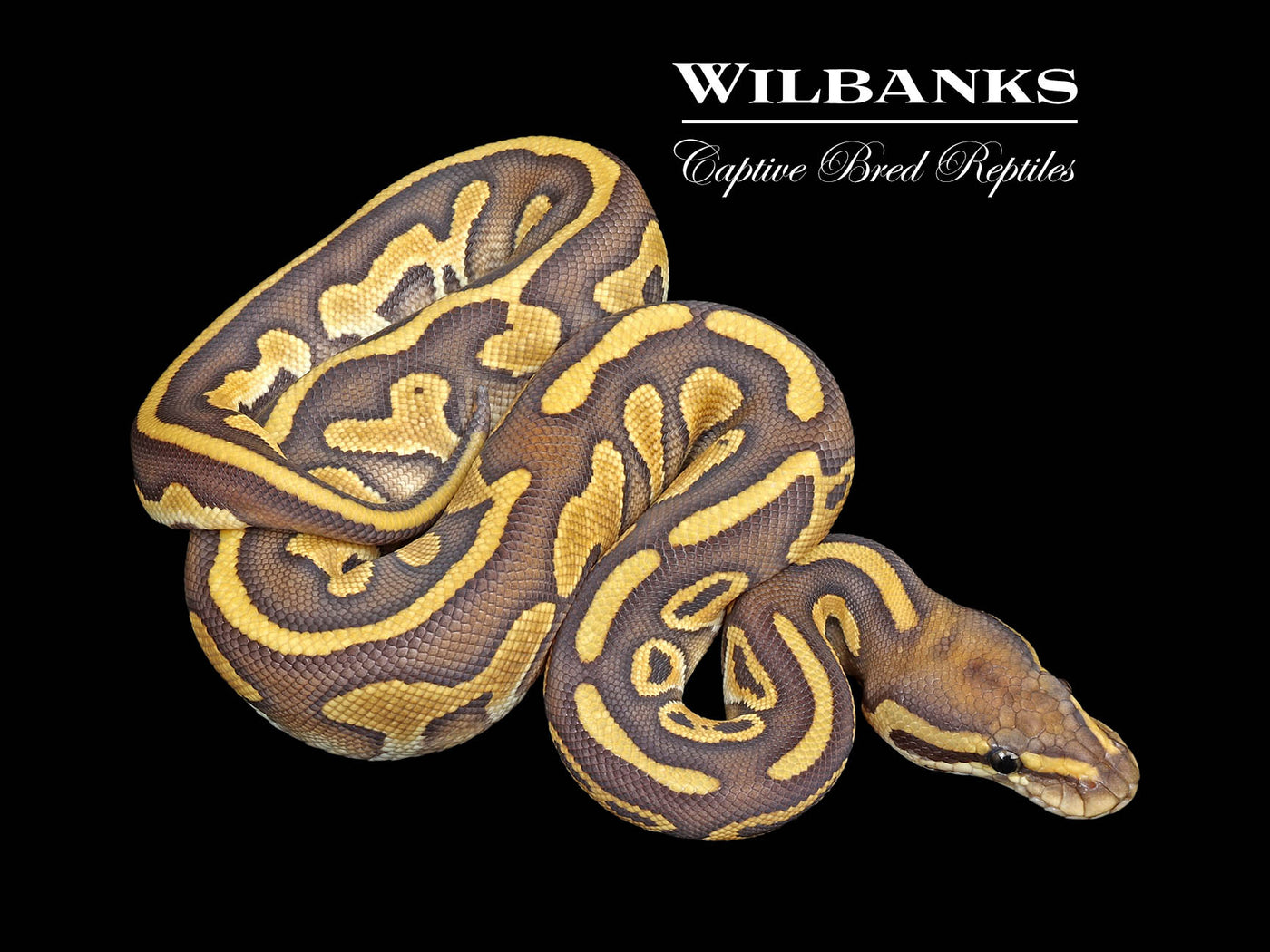 Butter Leopard Orange Crush Ball Python ♀ '25