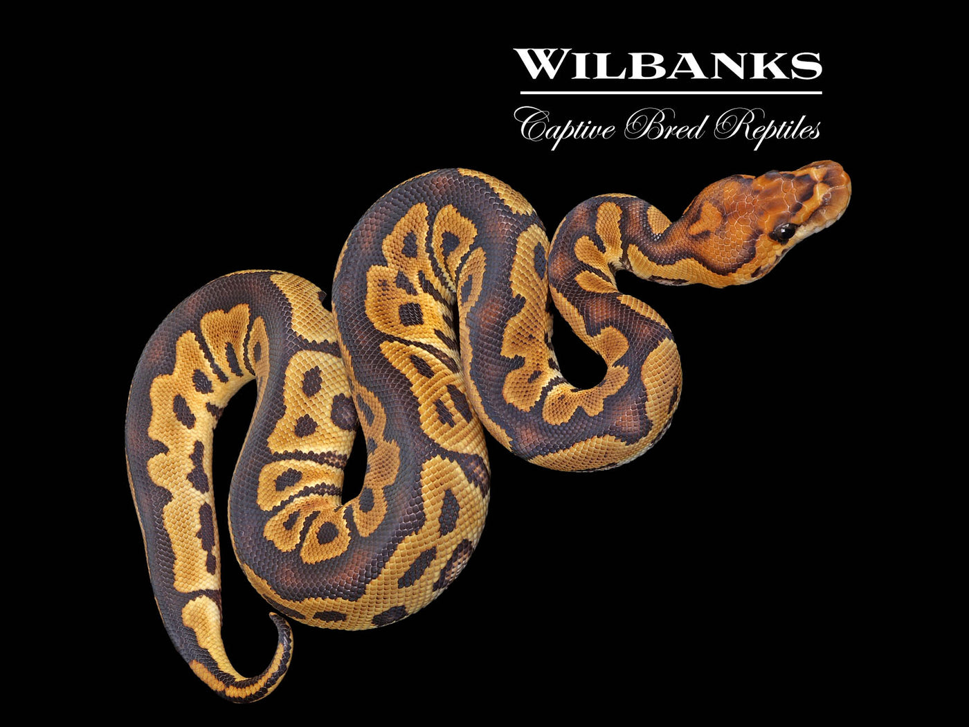 Clown 100% Het. Lavender Albino Ball Python ♂ '25