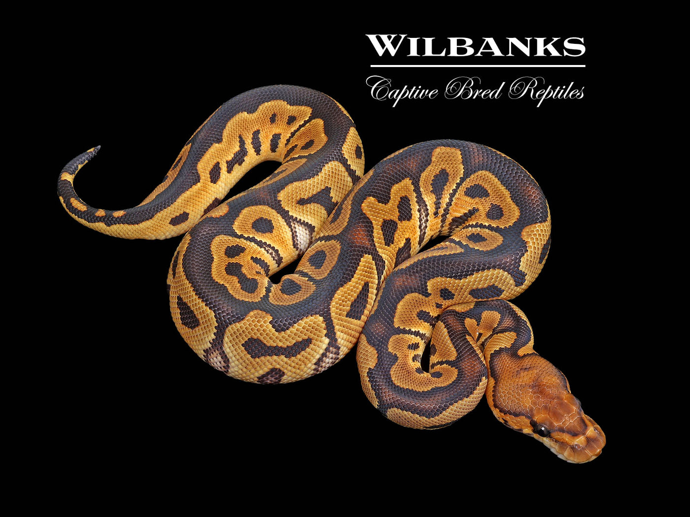 Clown 100% Het. Lavender Albino Ball Python ♀ '25