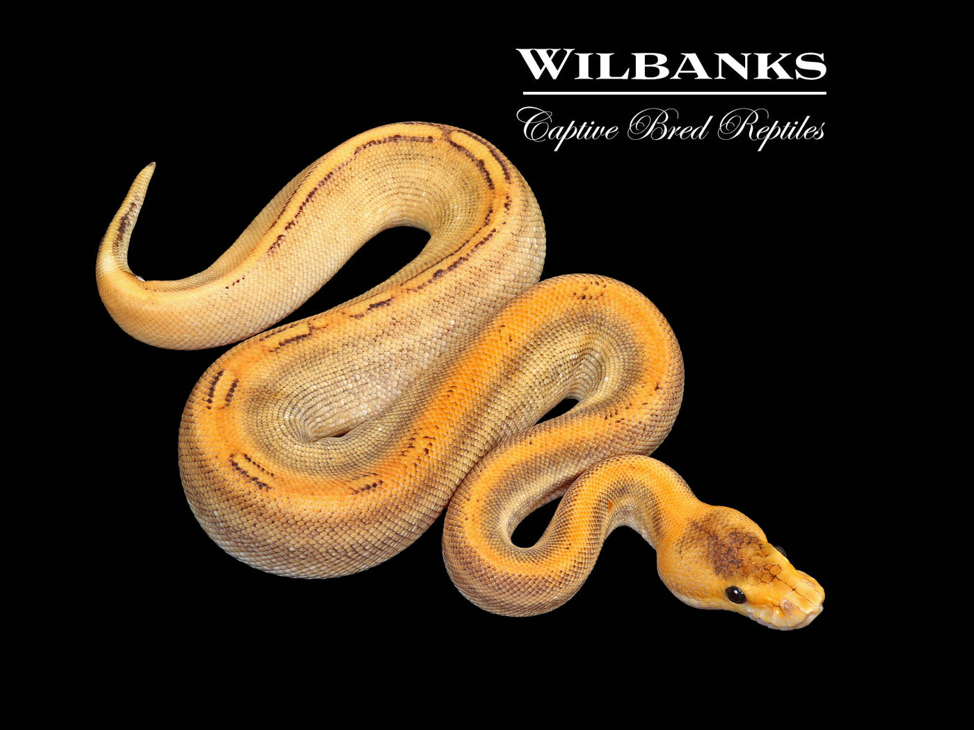 Champagne 100% Het. Lavender Ball Python ♀ '25