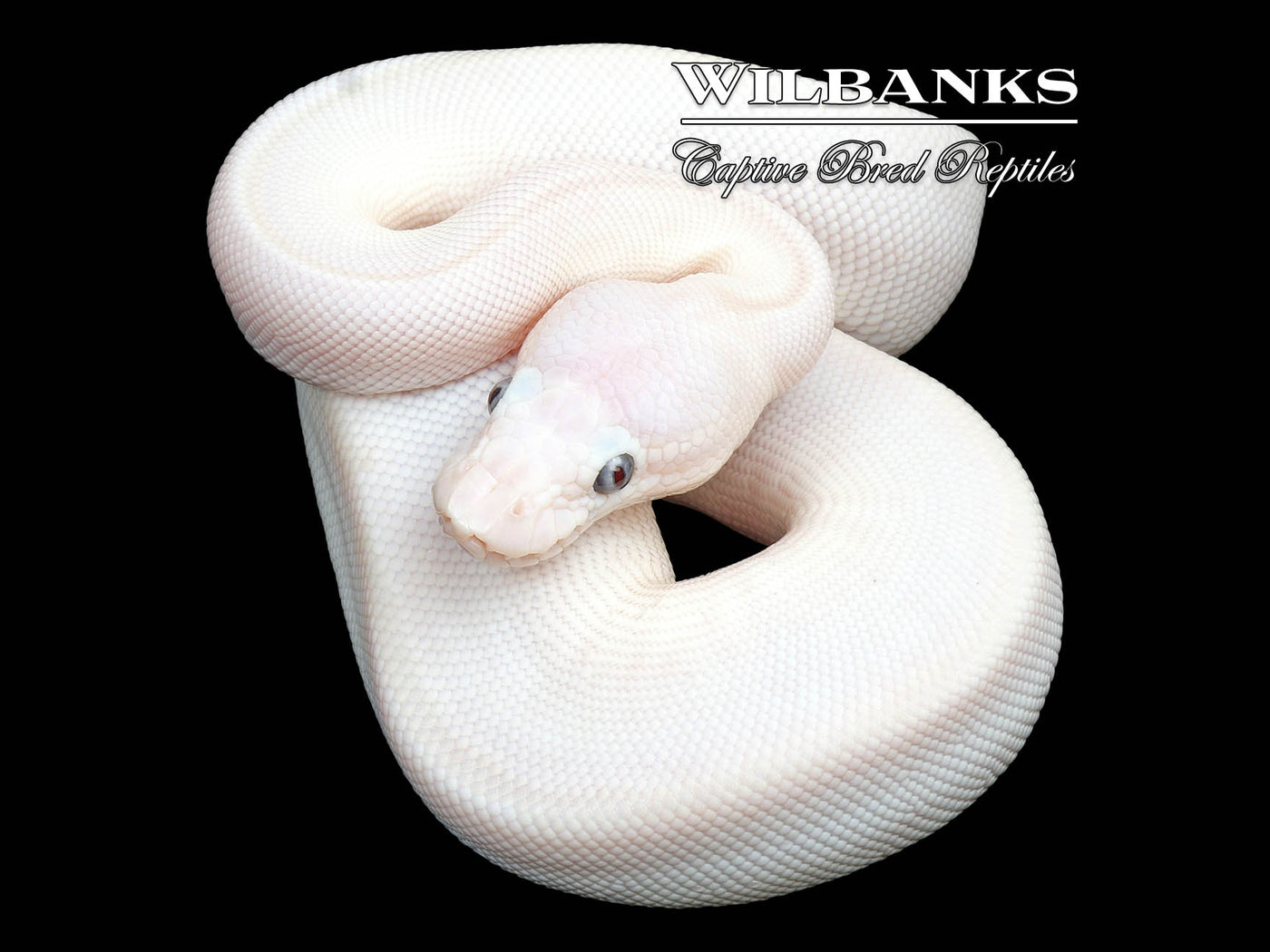 Banana Blue Eyed Leucistic (Mojave Butter) Ball Python ♂ '25