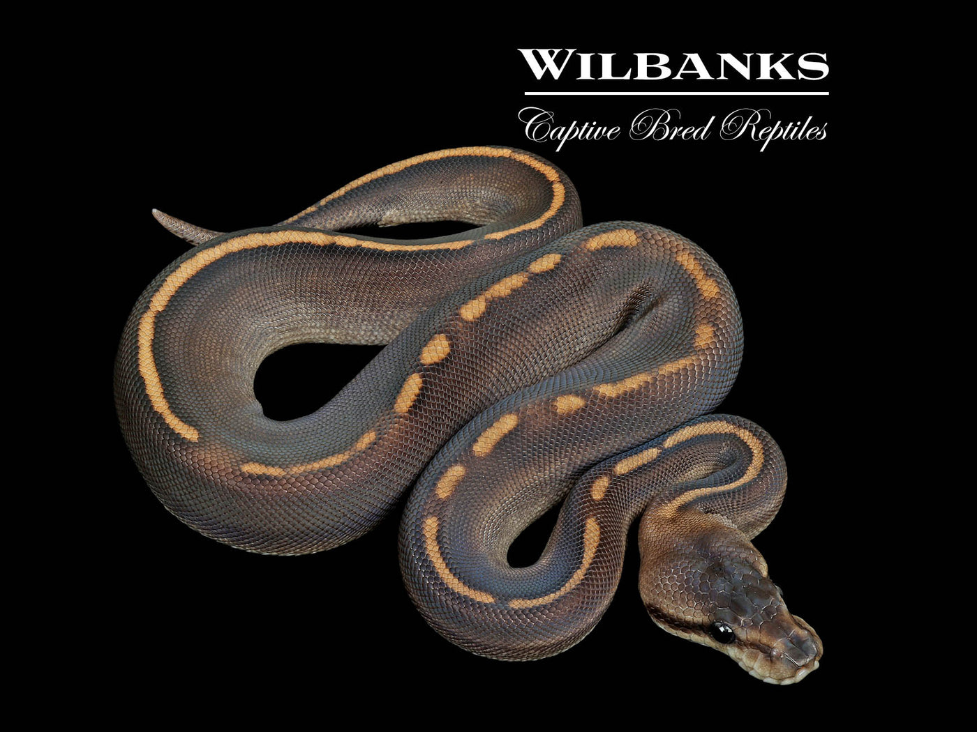 Stranger GHI Cinnamon Ball Python ♀ '25