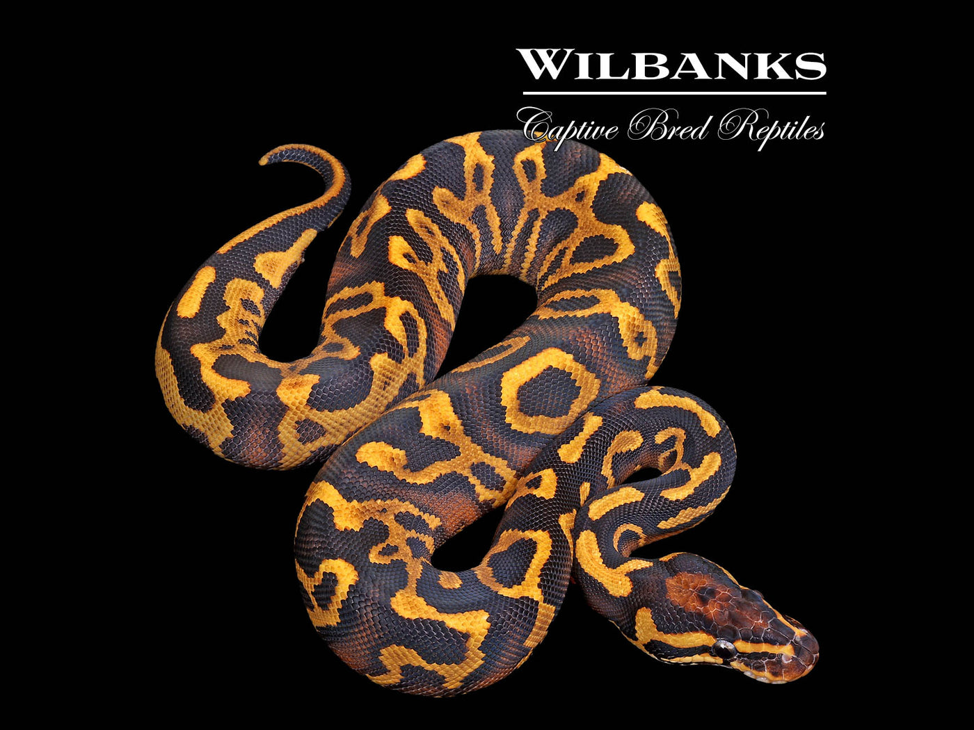 Super Gravel Leopard Ball Python ♀ '25