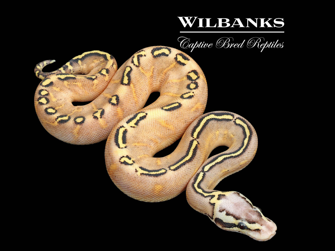 Pastel GHI Super Asphalt Ball Python ♂ '25