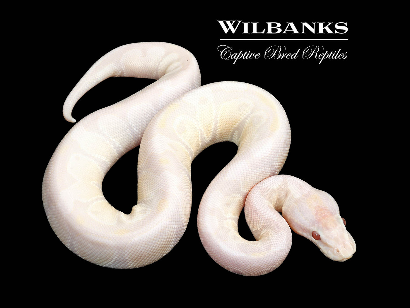 Lavender Snow Ball Python ♂ '25