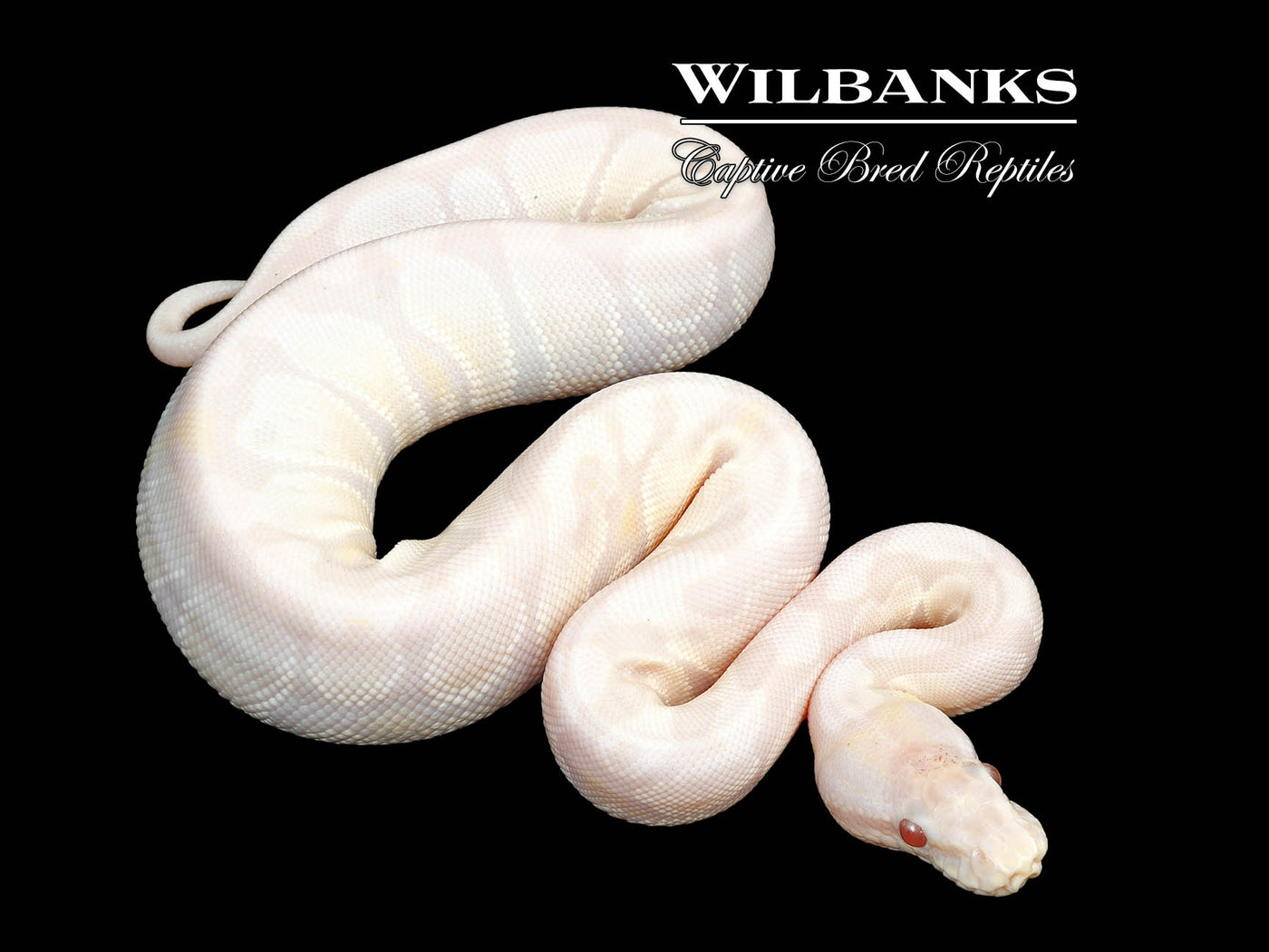 Lavender Snow Ball Python ♀ '25