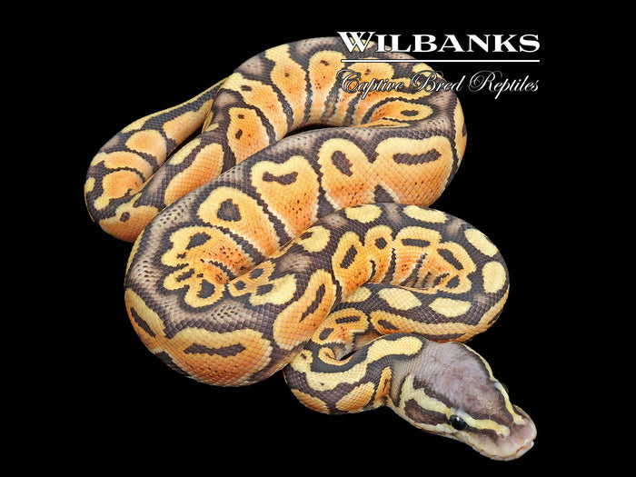 Pastel Ghost Ball Python ♂ '26
