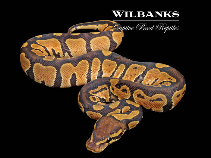 Orange Crush Ball Python ♀ '26