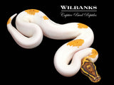 Enchi Freeway Pied Ball Python ♀ '26