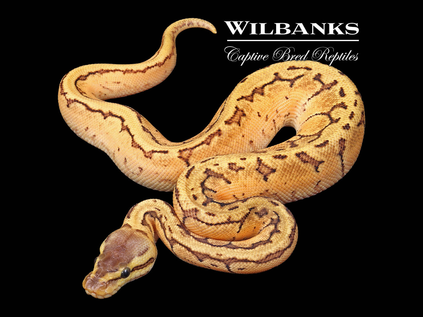 Lemon Blast 100% DH Hypo Pied Ball Python ♂ '24