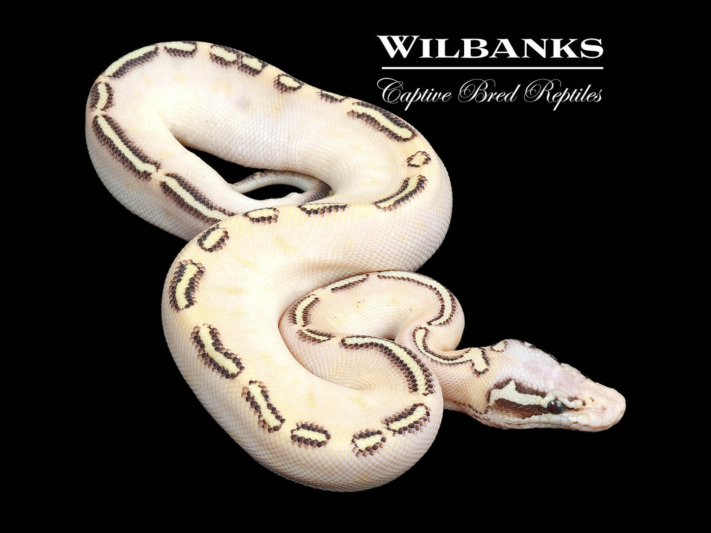 Super GHI Freeway Pastel Butter Ball Python ♀ '24