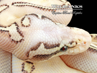 Super GHI Freeway Pastel Butter Ball Python ♀ '24