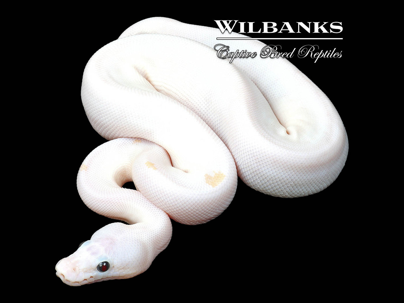 Super Fire Ball Python ♀ '24