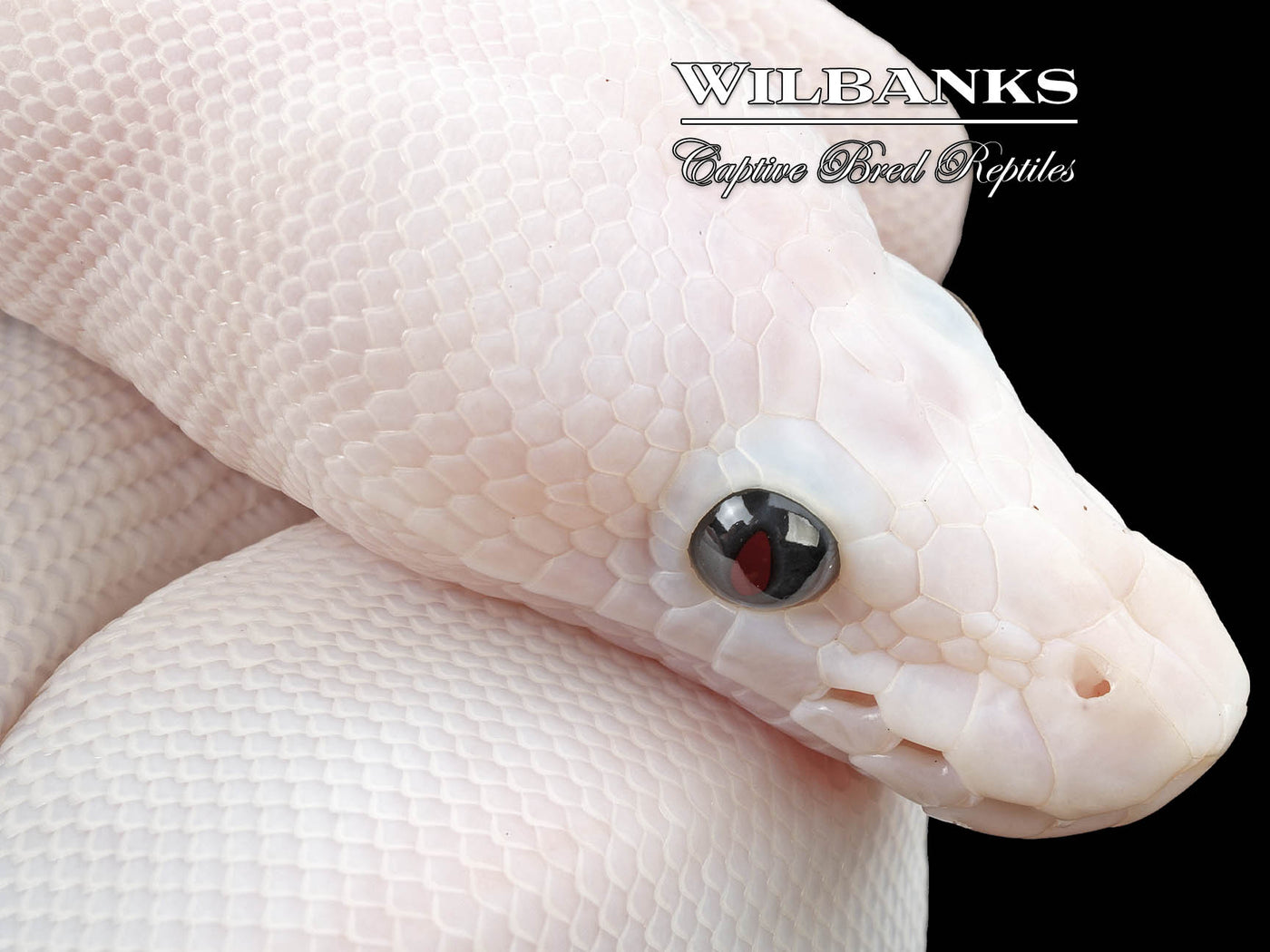 Super Fire Ball Python ♀ '24