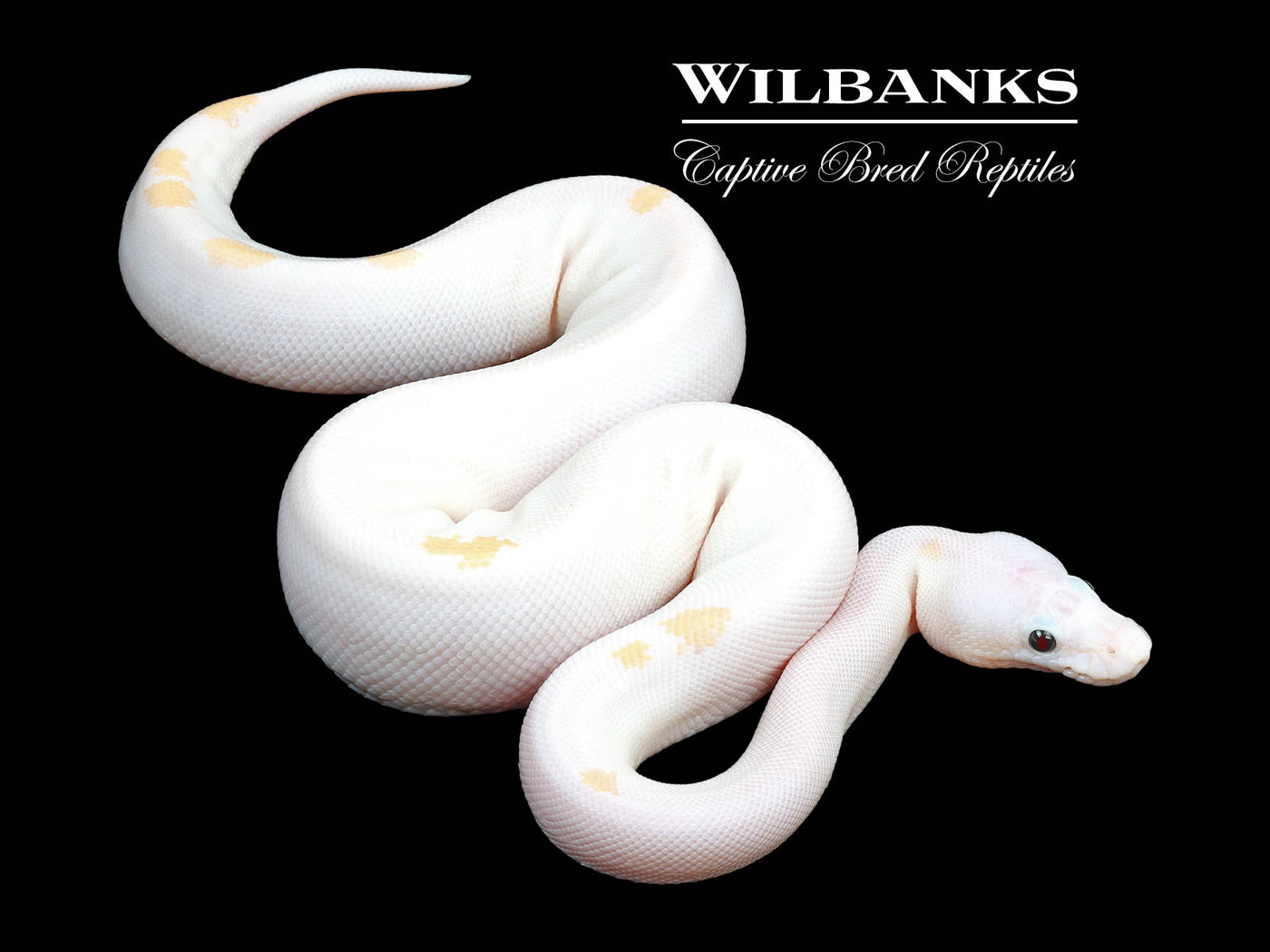 Super Fire Ball Python ♀ '24