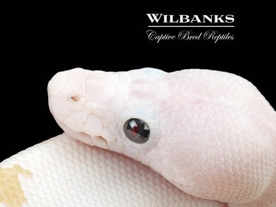 Super Fire Ball Python ♀ '24