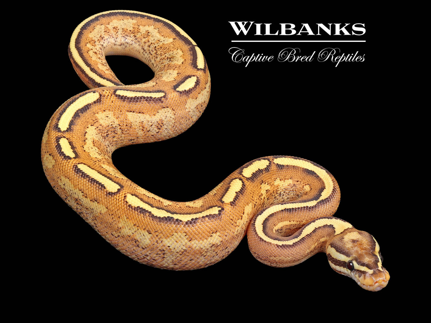 Super Stripe Ball Python ♀ '24