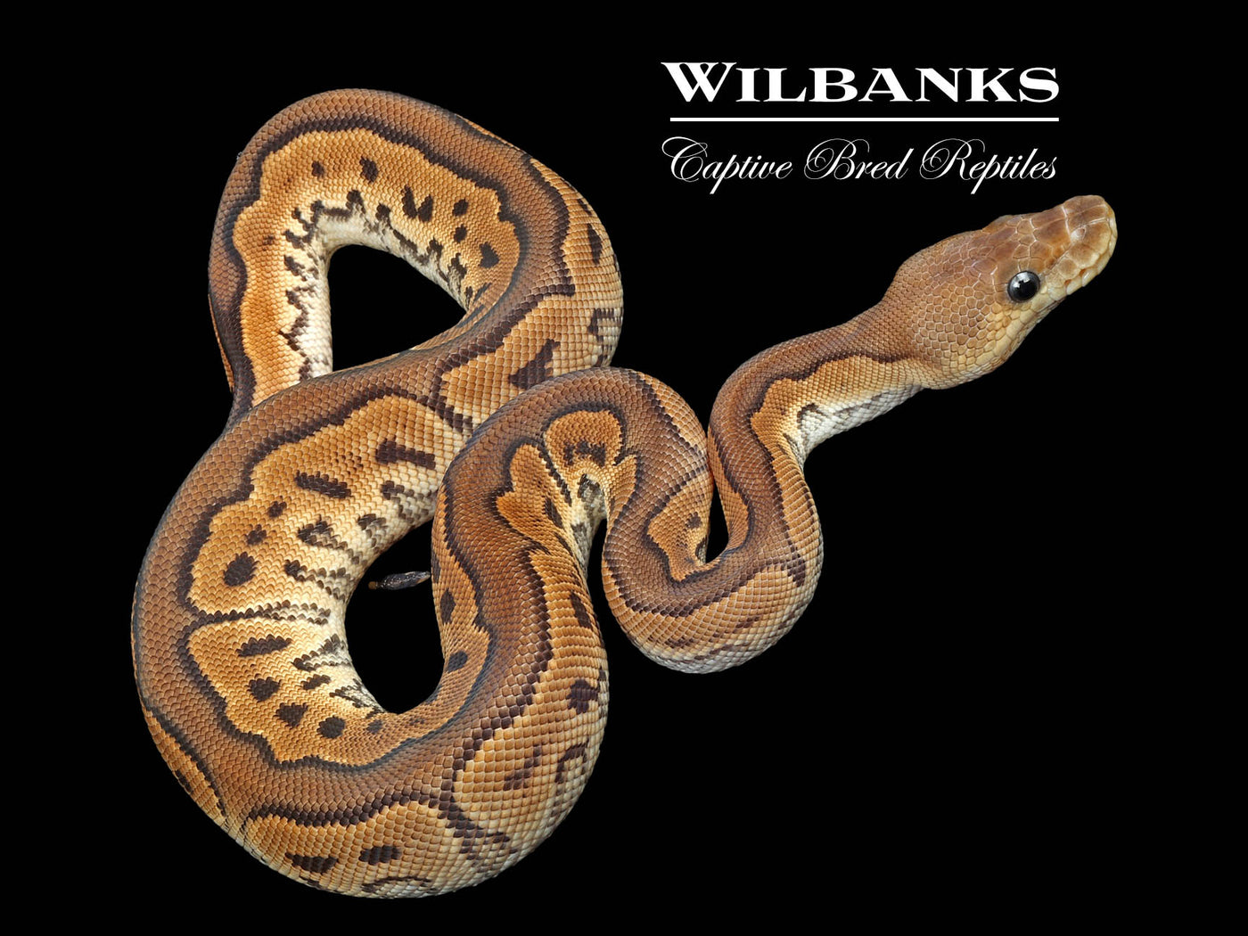 Cinnamon Clown Ball Python ♀ '24