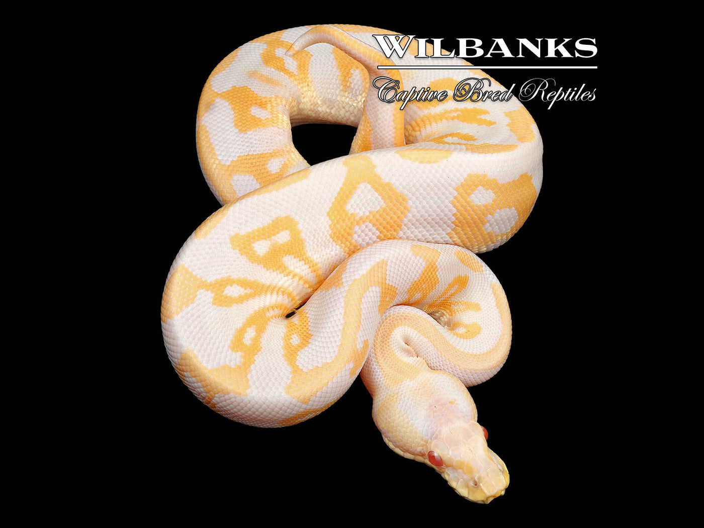 Albino Leopard Cinnamon Ball Python ♀ '24