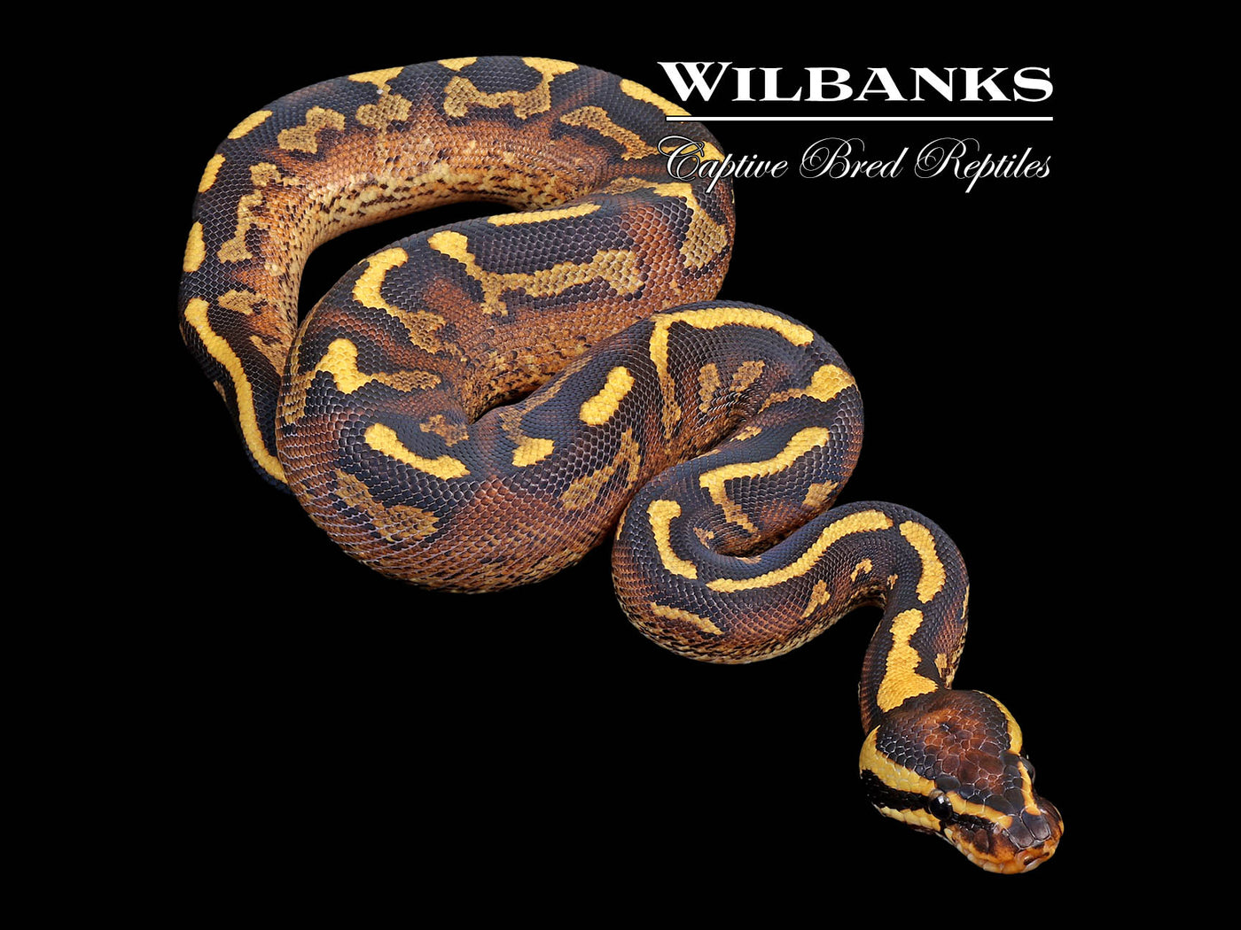 Super Gravel Ball Python ♂ '24