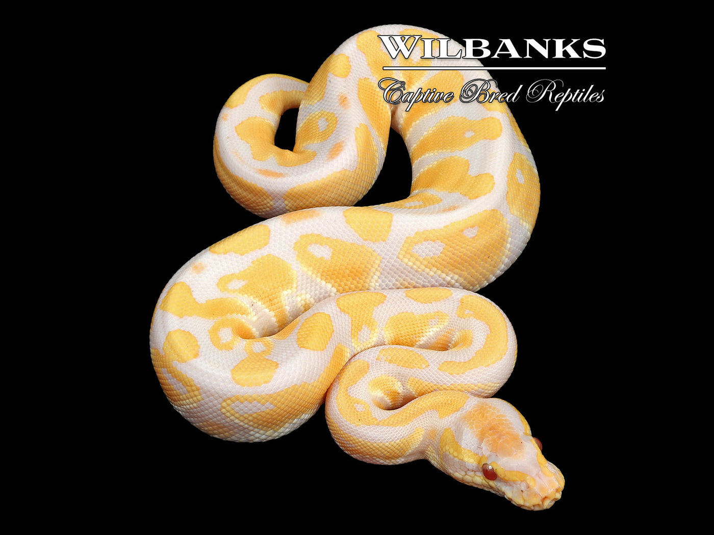 Lavender Albino 100% Het. VPI Axanthic Ball Python ♂ '24